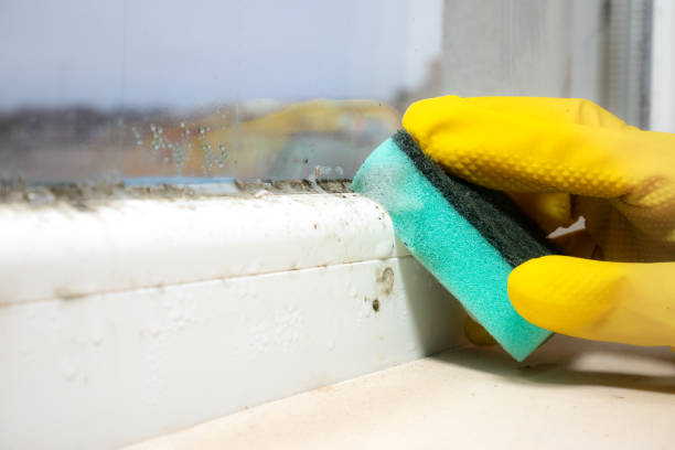 Best Localized Mold Remediation (e.g., coastal areas, humid climates) in Thomasville, NC